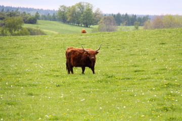 Bull on the meadow