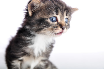 Small  kitten looking surprised