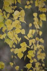 Yellow birch leaves