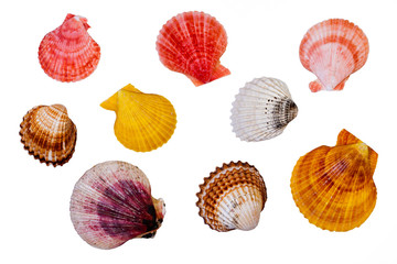 Sea Shells