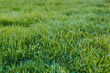 Green grass
