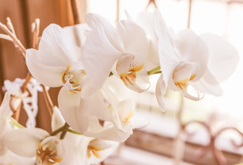Naklejka na ściany i meble Retro looking White Orchid flower