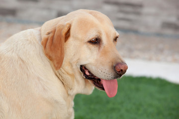 Nice golden labrador dog outdoor