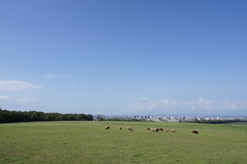 羊ヶ丘展望台(Hitsujigaoka observatory)