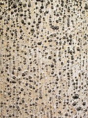 Palm tree bark background