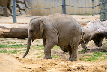 A pair of elephants playing in the zoo.