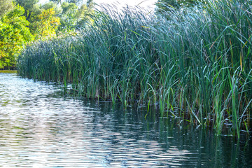 Landscape image of a small river reedy and old trees