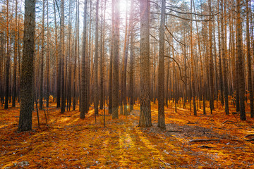 Sunrise in Magic Autumn Coniferous Forest as Beautiful Nature Scene
