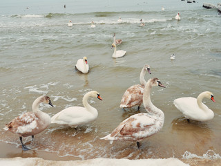 море и лебеди