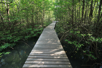 Obraz premium Mangroves