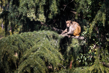 Himalayan monkey - rhesus macaque