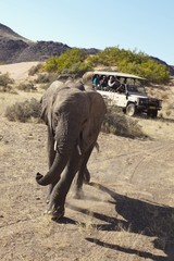 Elefanti del deserto