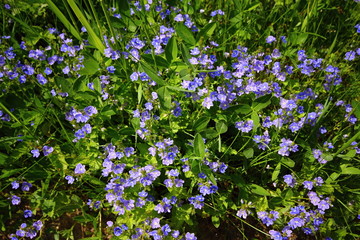 Blue flowerets