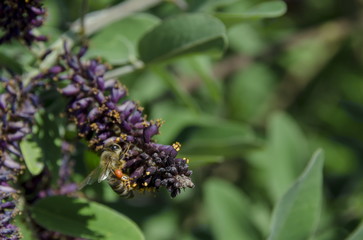 Bee on butterfly or buddleja bush, purple flower in summer, Sofia, Bulgaria  