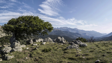 arbre penché,