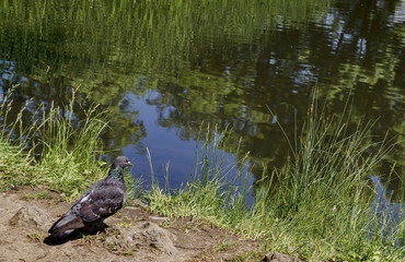 Pigeon with variegated feathers  look fixedly toward pond, Sofia, Bulgaria 