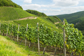 Fototapeta na wymiar juicy ripe wine in vineyard