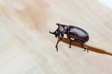 big unicorn beetle on wood