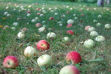 Fallen appless in the garden.