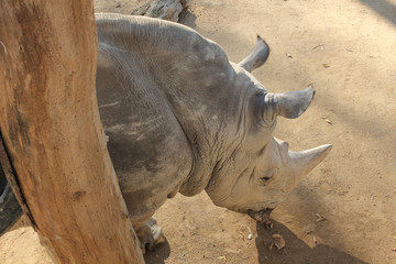 Fototapeta premium Rhinoceros mammal