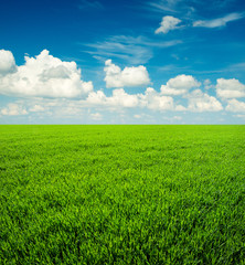 Obraz premium field