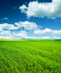 Obraz premium field