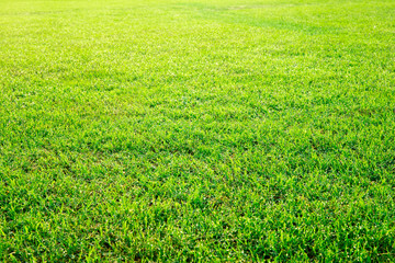 Obraz na płótnie Canvas Green lawn