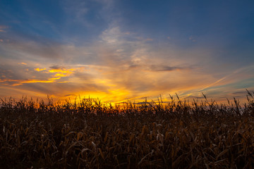 Corn field at sunset