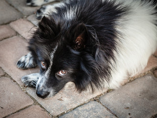 Spitz