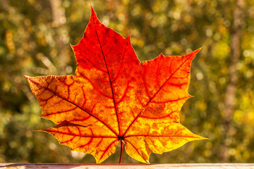 Autumn maple leaves