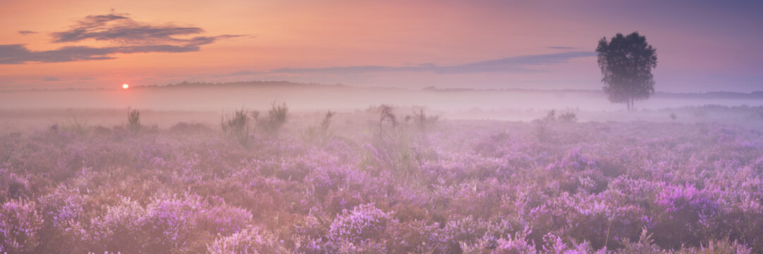 Fog over blooming heather in The Netherlands at dawn