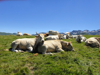 vaches à Super Bagnères