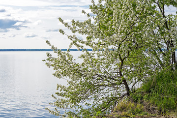 Яблоня ягодная или яблоня сибирская ягодная (Malus baccata). Цветущий куст на берегу реки. Россия,Новосибирская область,река Обь