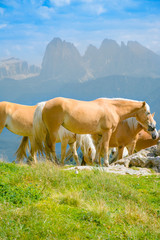 Haflinger auf der Alm mit der Langkofelgruppe