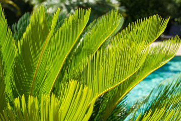Palmfarn