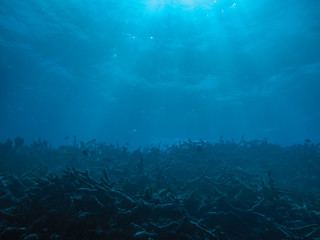 blue ocean and coral bed