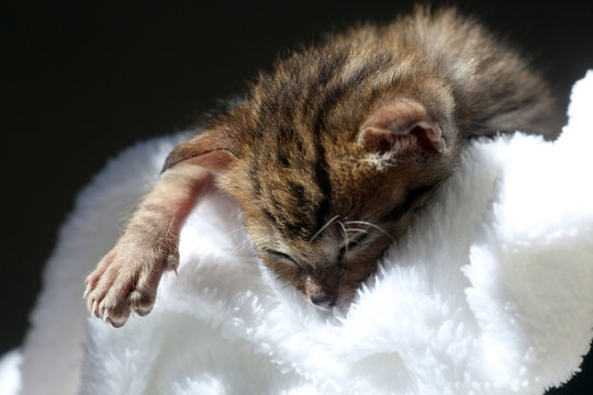 cucciolo di gatto dorme