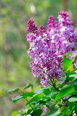 Fototapeta na wymiar lilac flowers