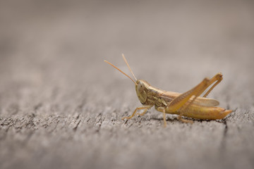 Small grasshopper