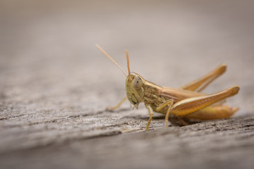 Small grasshopper