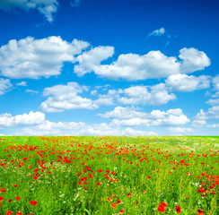 Vivid poppy field