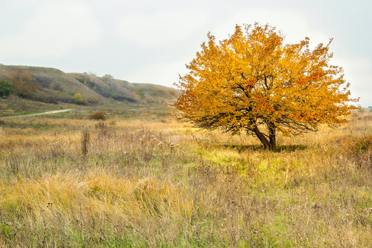 Autumn landscape with tree