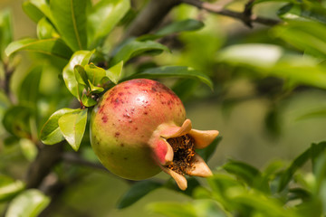 closeup of unripe pomegranate fruit