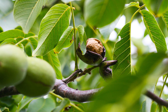 Walnuss platzt aus der Schale, Walnussernte im Herbst, Ernte - Juglandaceae, vegane Ern&auml;hrung, Vitamin B, Spurenelemente, Walnussschale zum nat&uuml;rlichen F&auml;rben von Naturfasern, Edelmann