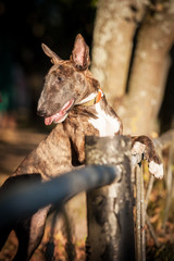 Bullterrier dog standing with paws on the fence