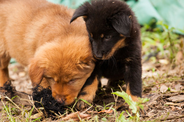 Cute stray puppies playing