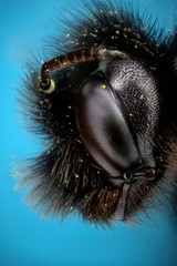 Microfotografia de la cabeza de una abeja (panurgus) realizada con la técnica del apilado de imagenes.