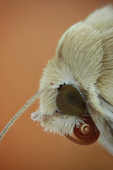 Microfotografia de la cabeza de una polilla realizada con la técnica del apilado de imagenes.