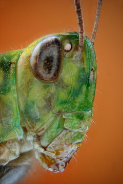 Microfotografia de la cabeza de un saltamontes realizada con la t&eacute;cnica del apilado de imagenes.