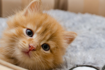 Fototapeta na wymiar ginger kitty with blue eyes